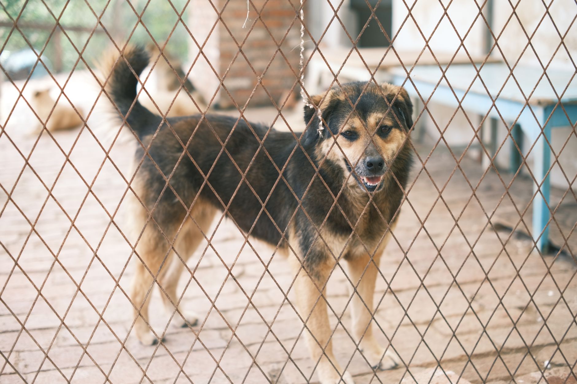 Dog Kennels